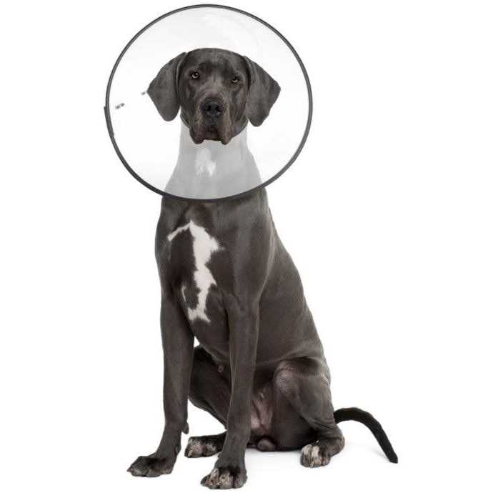 Clear Recovery Collar N809