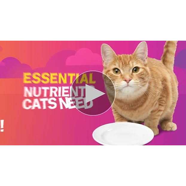 Wet Cat Food Y780