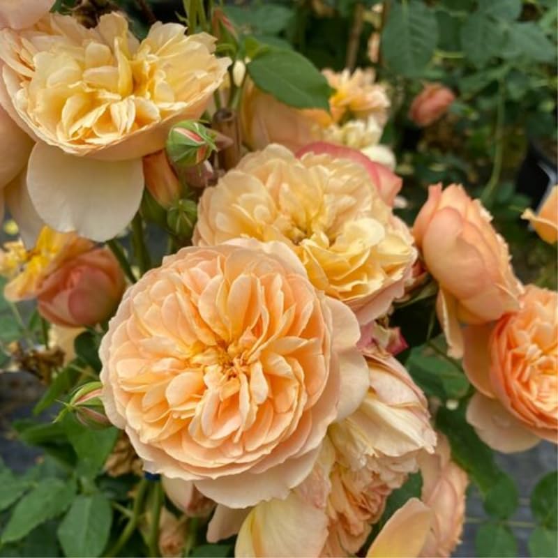 Live Climbing Rose Bush Plant Starter Size M457271