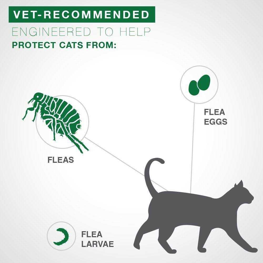 Flea Treatment Cats E577