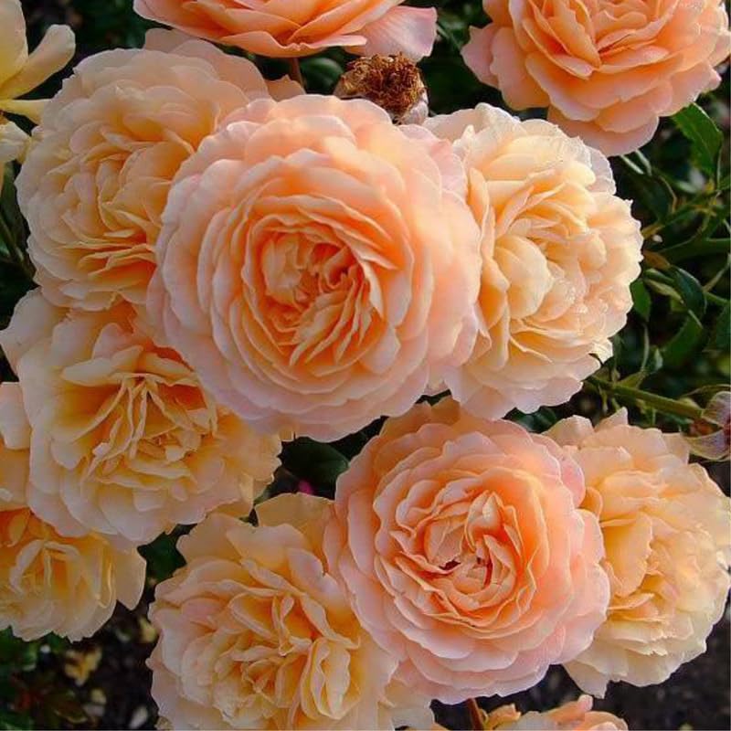 Live Climbing Rose Bush Plant Starter Size M457271