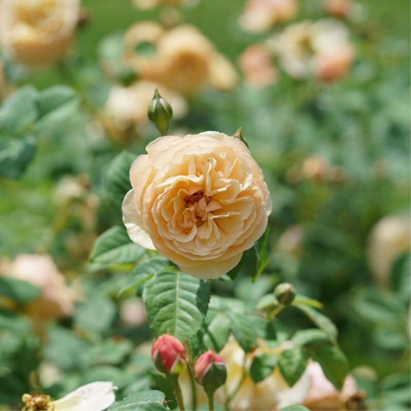 Live Climbing Rose Bush Plant Starter Size M457271