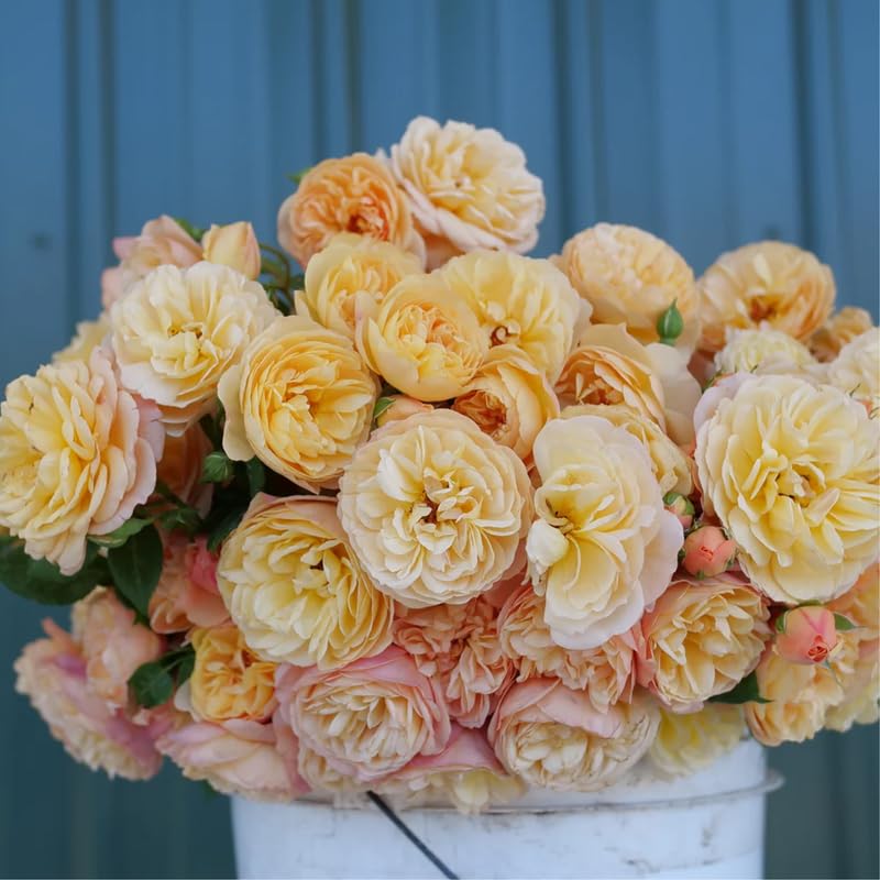 Live Climbing Rose Bush Plant Starter Size M457271