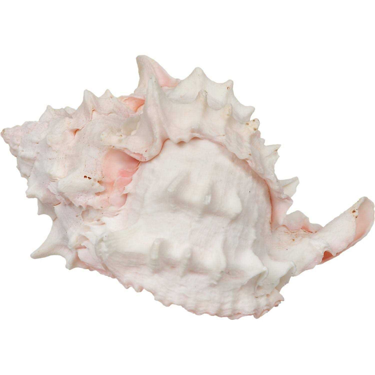 Hermit Crab Growth Shell B443