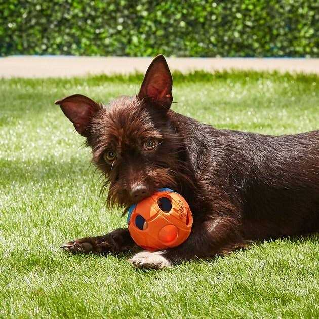 LED Dog Ball S156366