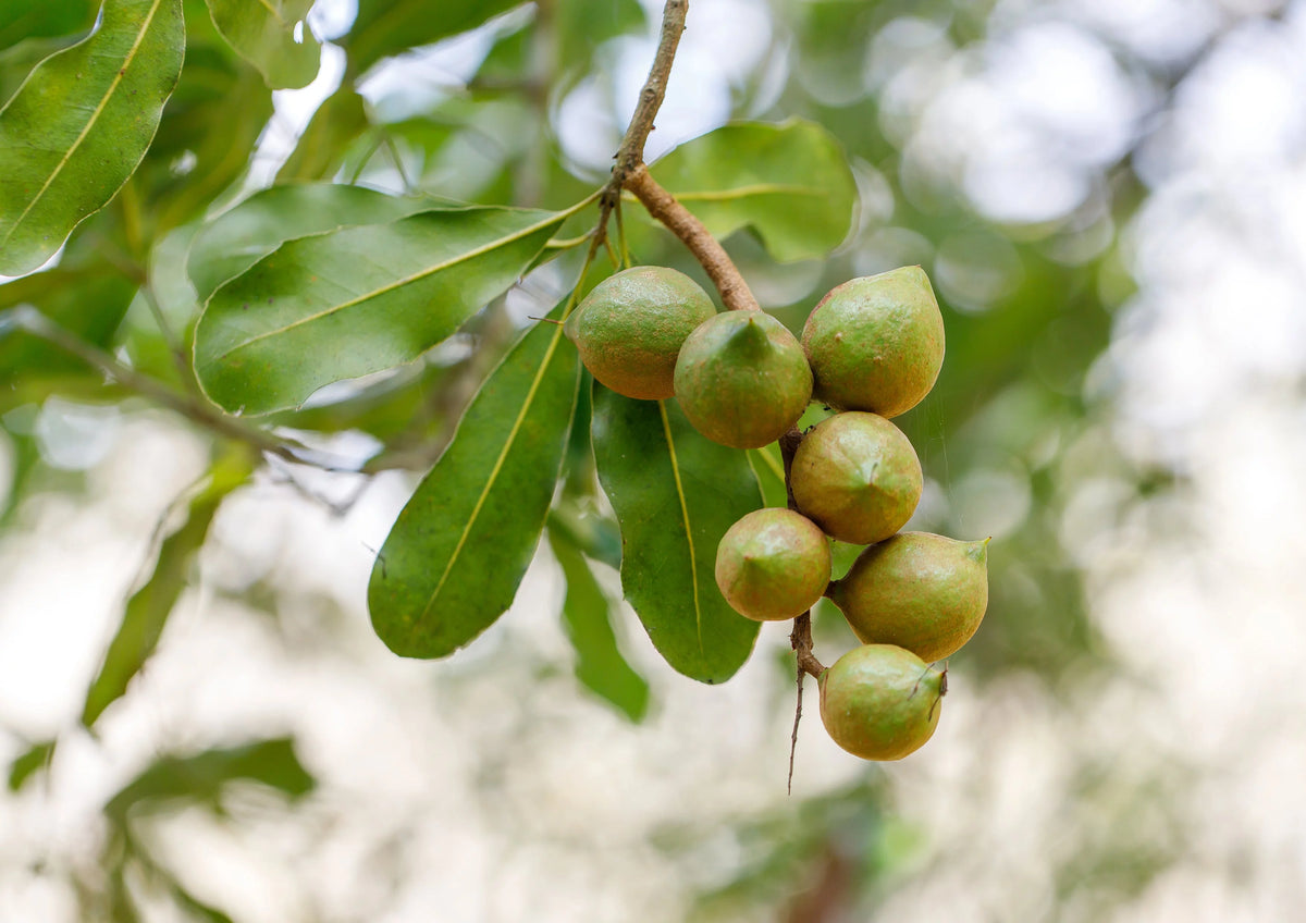 Macadamia Nut Pieces, 2 Pounds O114425