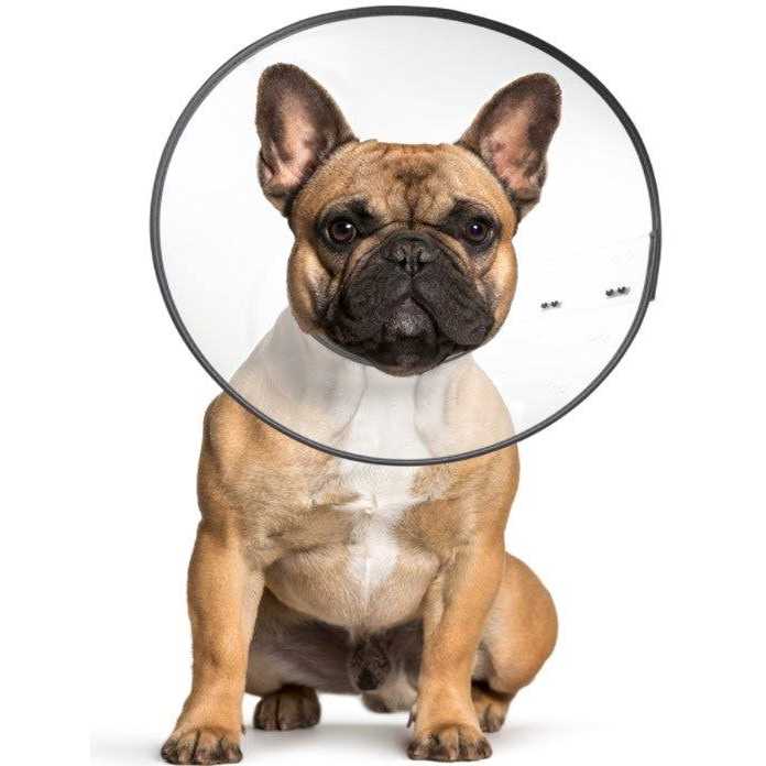 Clear Recovery Collar N809
